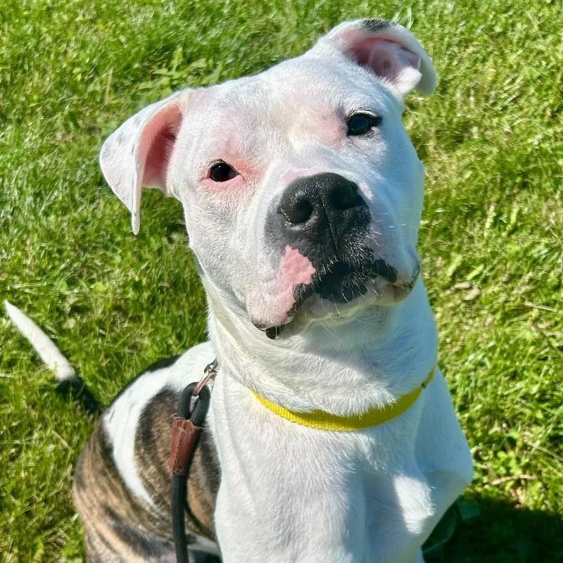 A baby small-sized male Mixed Breed dog named Fozzie for adoption in State College, PA