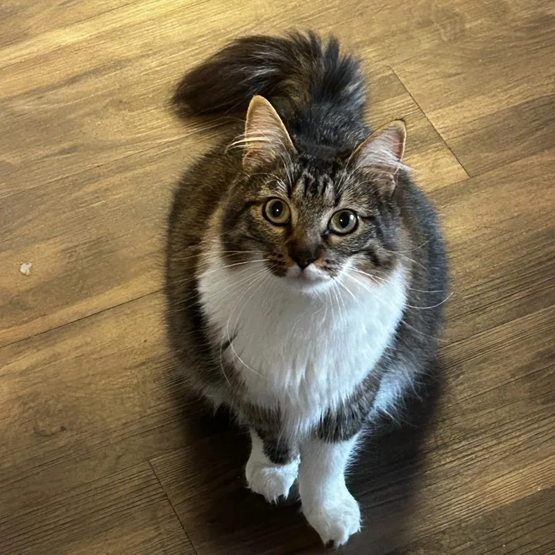 An adult large-sized female Tabby (Brown / Chocolate) Domestic Medium Hair cat named Pastry for adoption in Evanston, IL