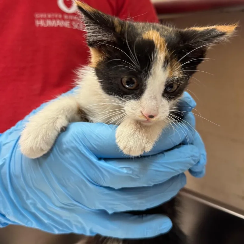 A baby small-sized female Calico Domestic Short Hair cat named Jovi for adoption in Birmingham, AL