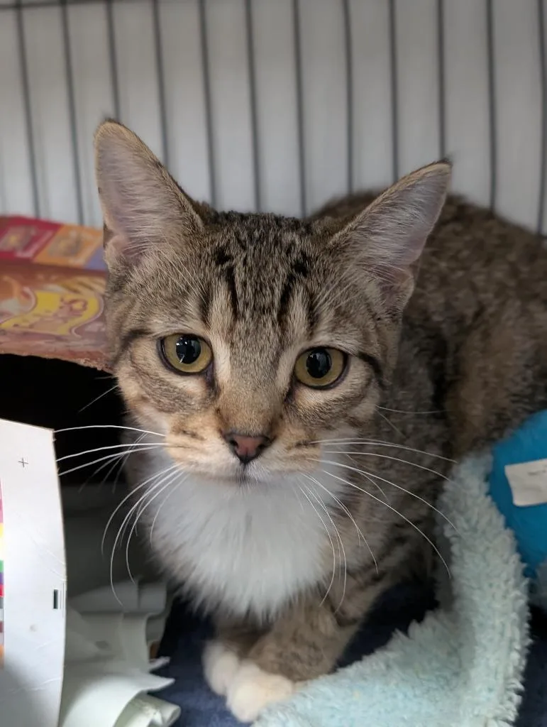 A baby medium-sized female Domestic Short Hair cat named Molliah for adoption in New Braunfels, TX