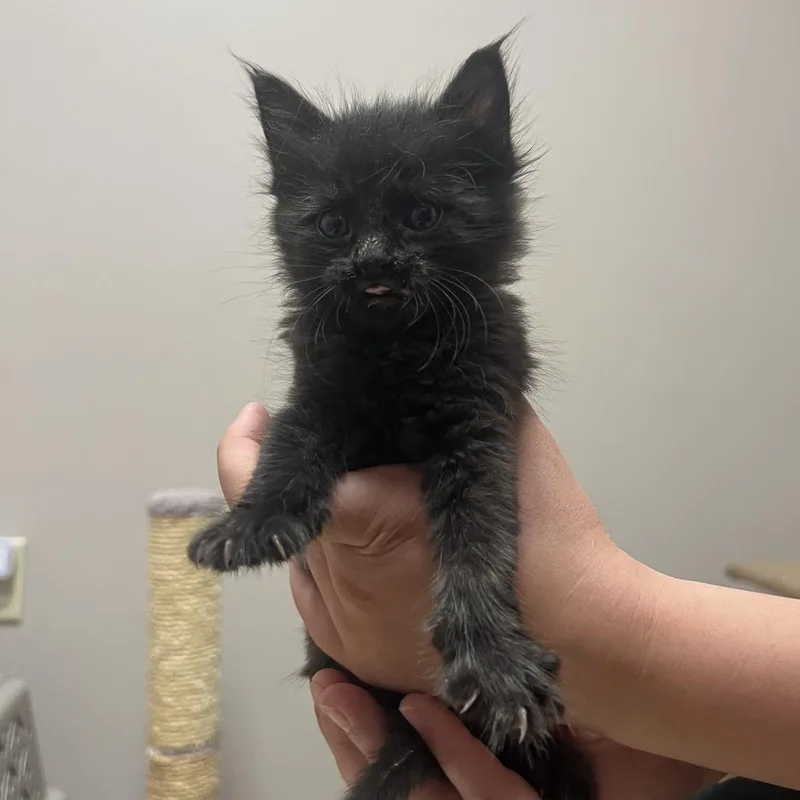 A baby small-sized female Black Domestic Short Hair cat named Mulan for adoption in Fort Collins, CO