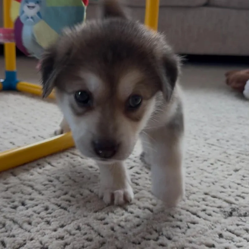 A baby large-sized female White / Cream Husky dog named Crumb for adoption in Fort Worth, TX