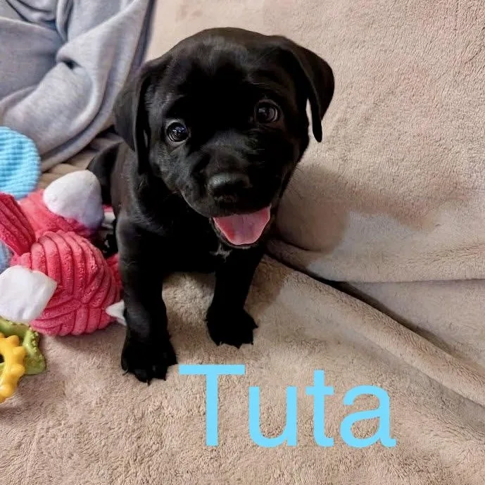 Tuta thumbnail 2