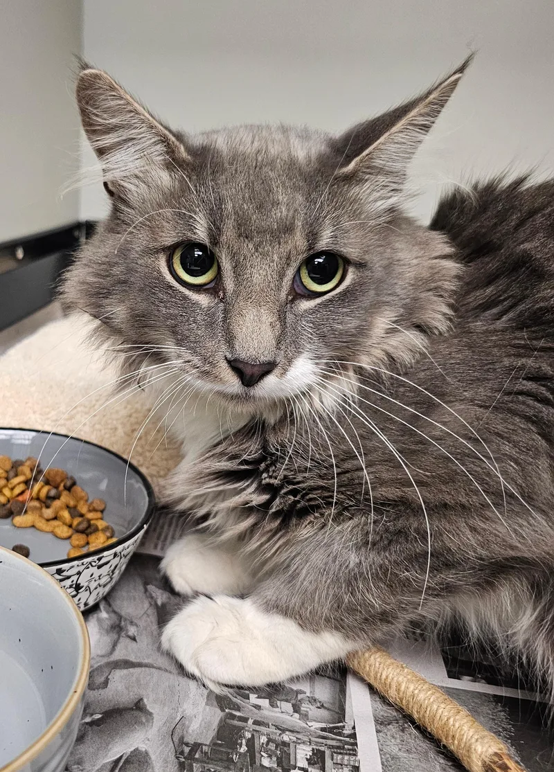 A young medium-sized male Gray & White Domestic Long Hair cat named Breezy for adoption in Norwalk, CT