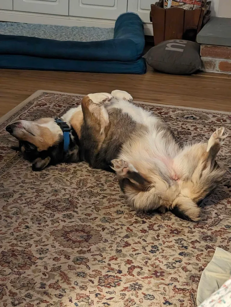 A senior medium-sized female Bicolor Pembroke Welsh Corgi dog named Korra for adoption in Simsbury, CT