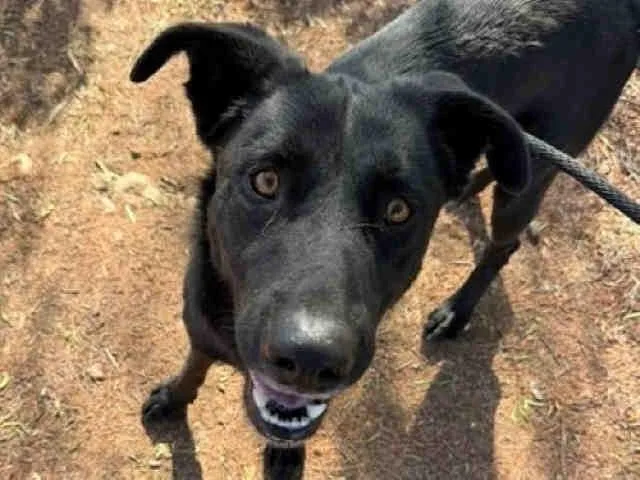 An adult medium-sized male Labrador Retriever dog named Ronaldo for adoption in Bonita, CA