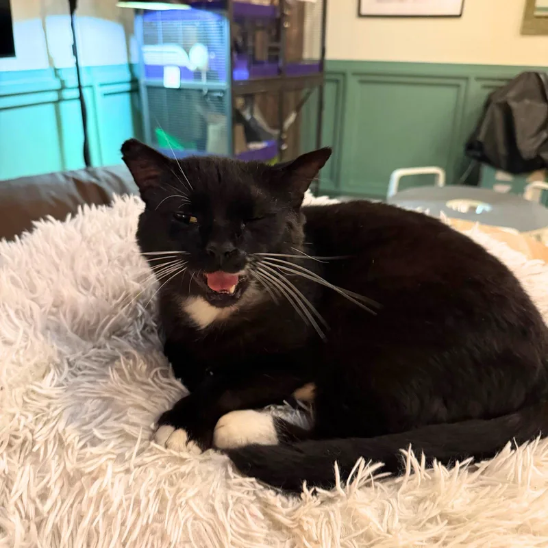 An adult medium-sized male Black & White / Tuxedo Domestic Short Hair cat named Trinity for adoption in Brooklyn, NY
