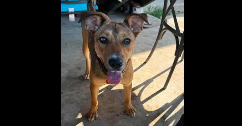 A young medium-sized female Terrier dog named Daisy for adoption in Dallas, TX