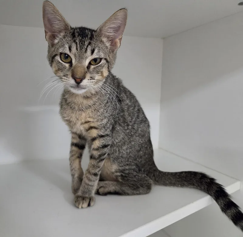 A young medium-sized male Domestic Short Hair cat named Chromance for adoption in Satellite Beach, FL