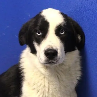An adult medium-sized male Black Border Collie dog named 26-00929 for adoption in Fredericksburg, VA