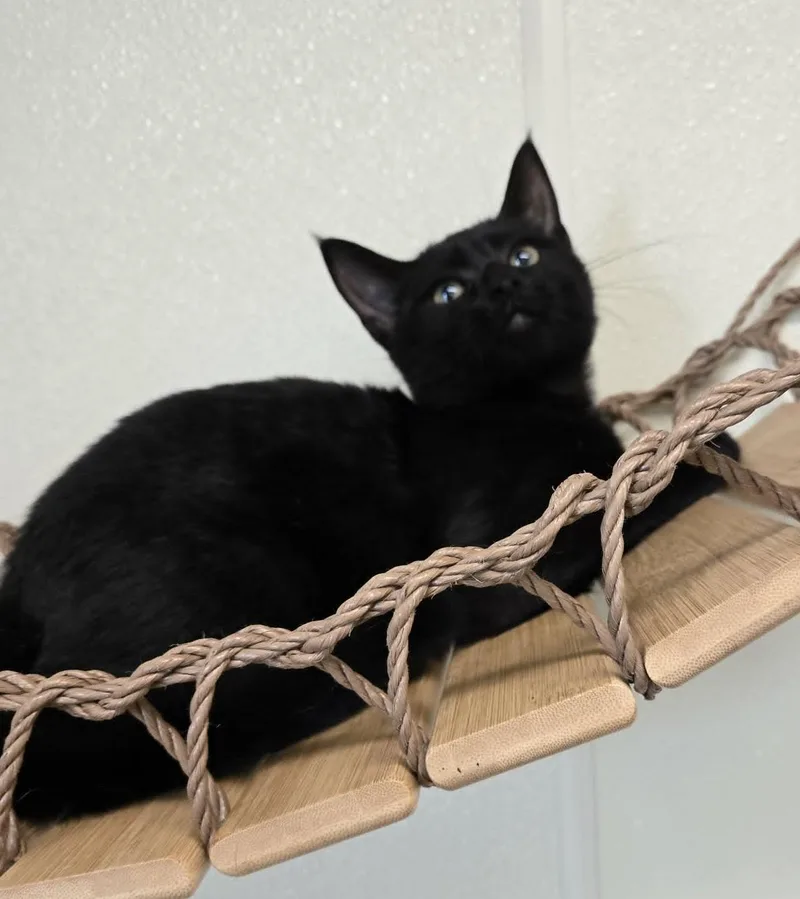 Juniper
