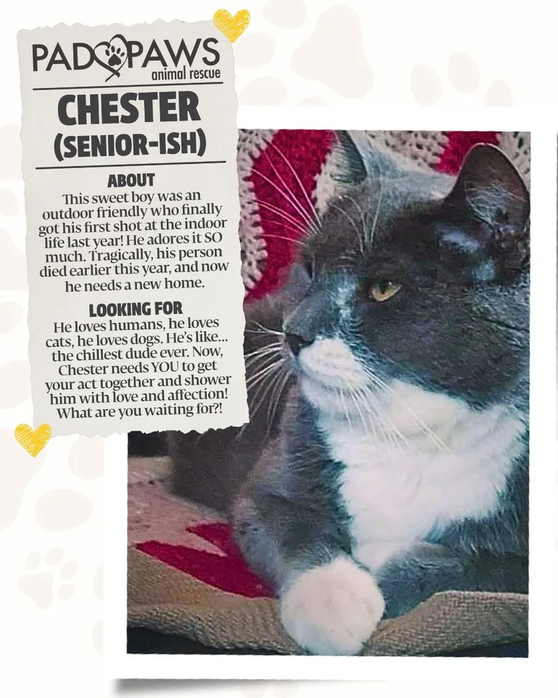 A senior large-sized male Gray & White Domestic Short Hair cat named Chester the Lover Boy for adoption in Jersey City, NJ