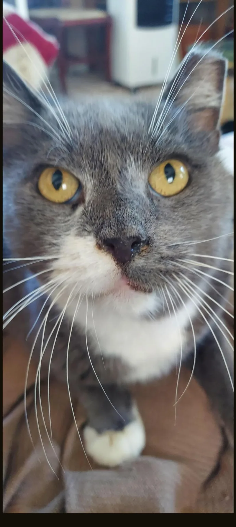 Chester the Lover Boy thumbnail 2