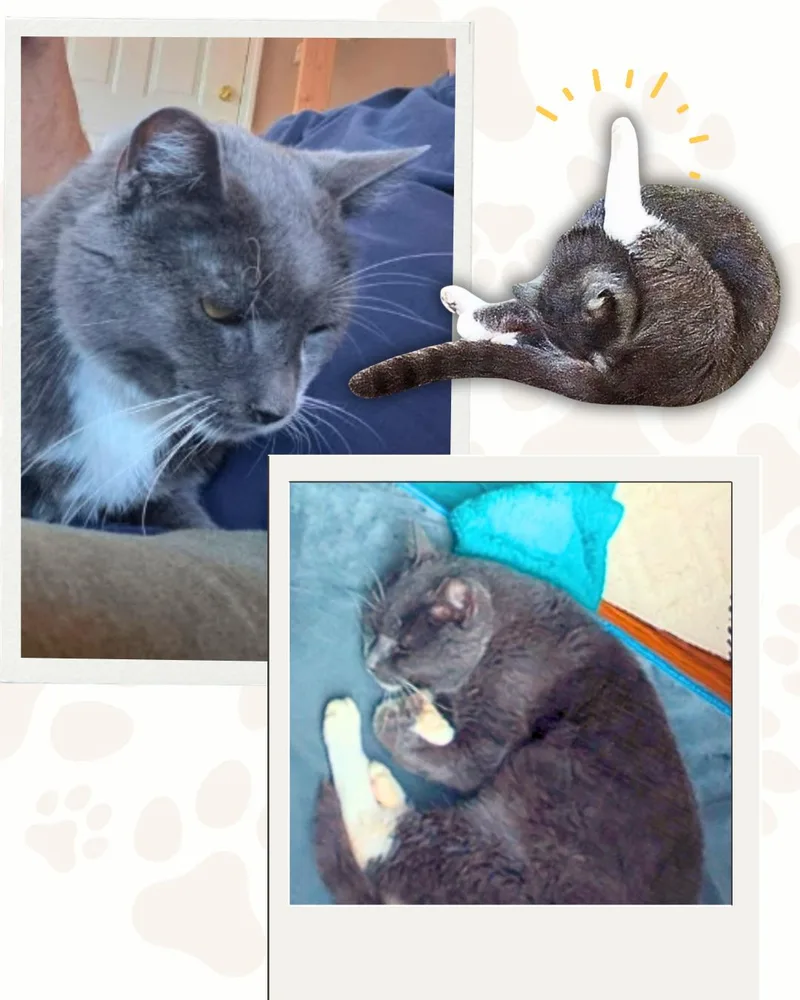 Chester the Lover Boy thumbnail 3