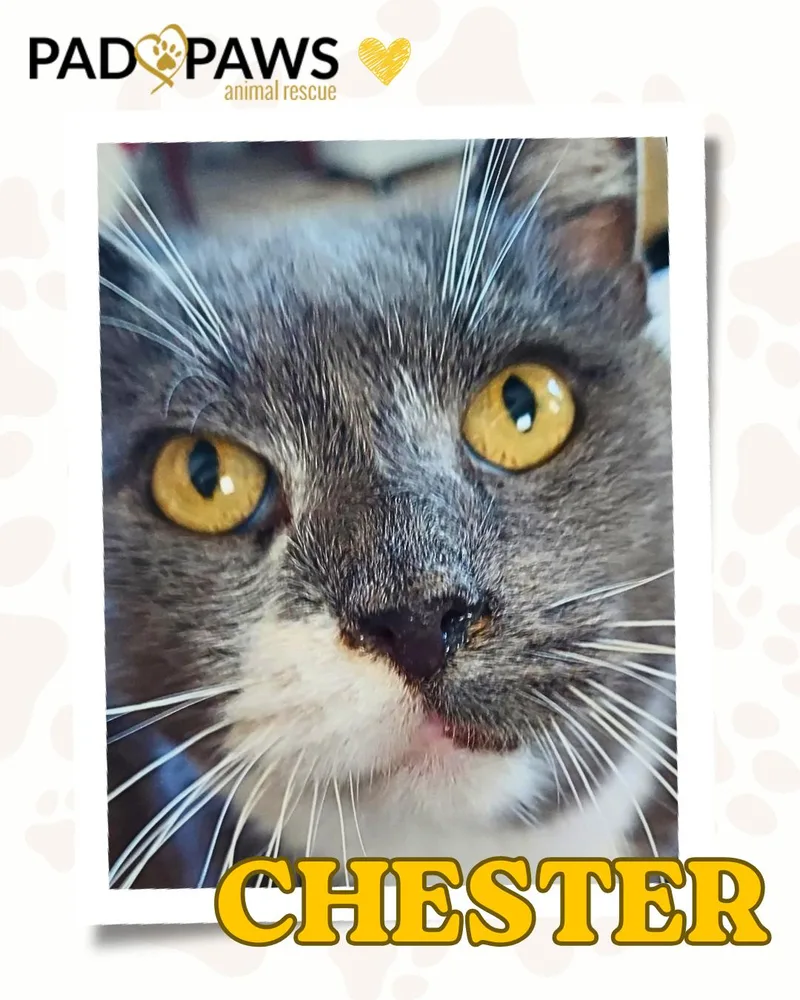 Chester the Lover Boy thumbnail 4