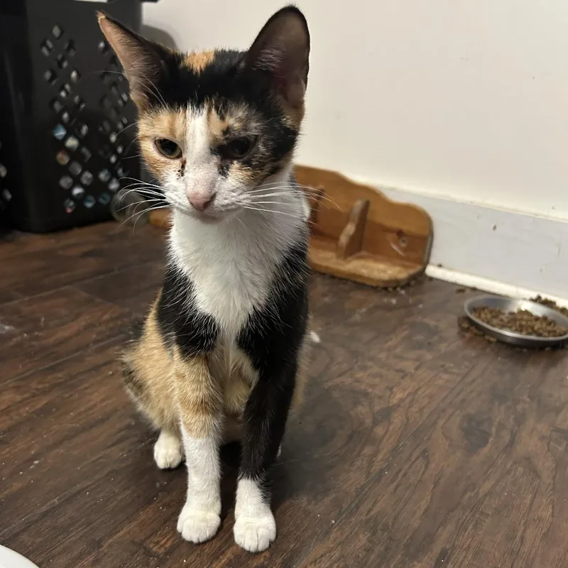 A young medium-sized female Tortoiseshell Domestic Short Hair cat named Lala for adoption in Okmulgee, OK