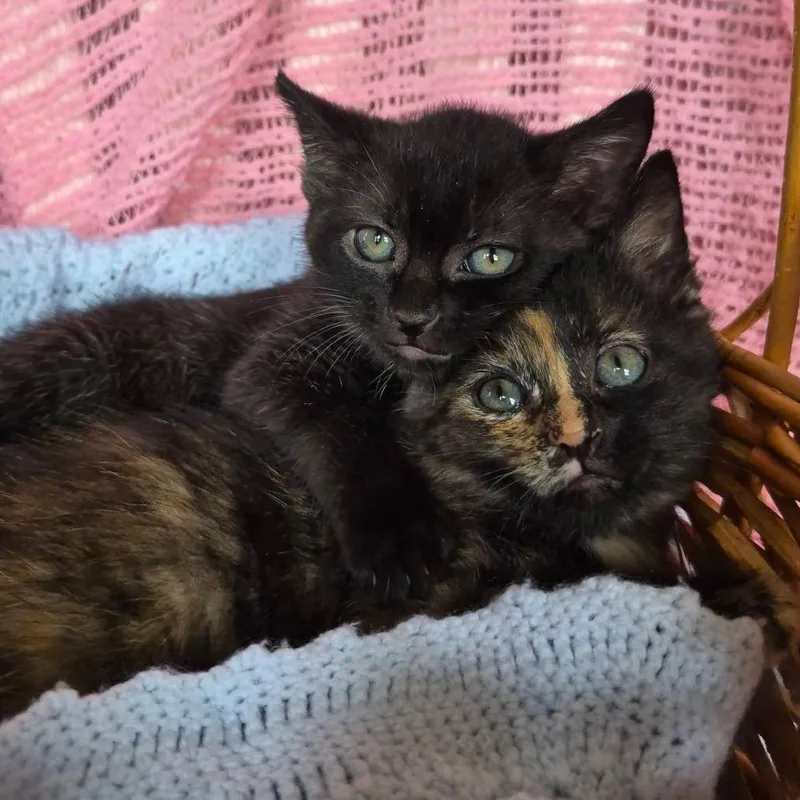 A baby small-sized female Black Domestic Short Hair cat named Indigo for adoption in Lexington, KY