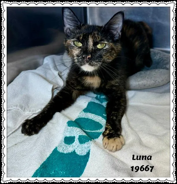 An adult medium-sized female Tortoiseshell Domestic Short Hair cat named Luna for adoption in Marietta, GA