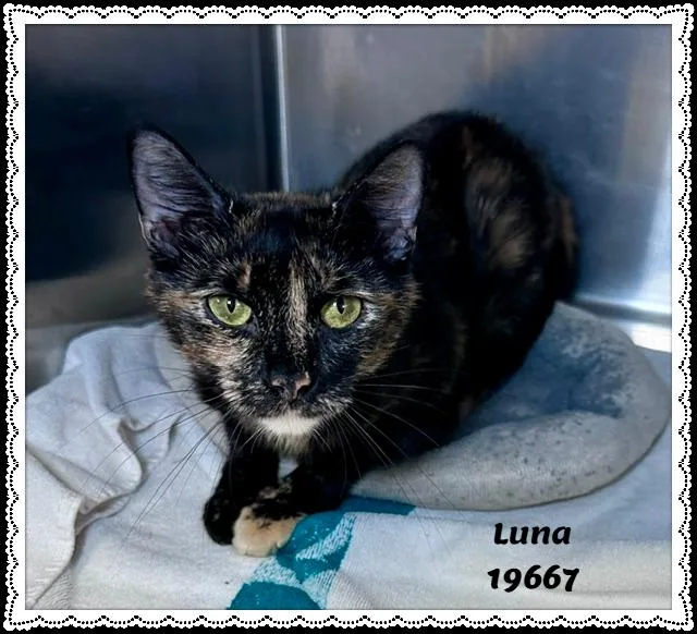 Luna thumbnail 2