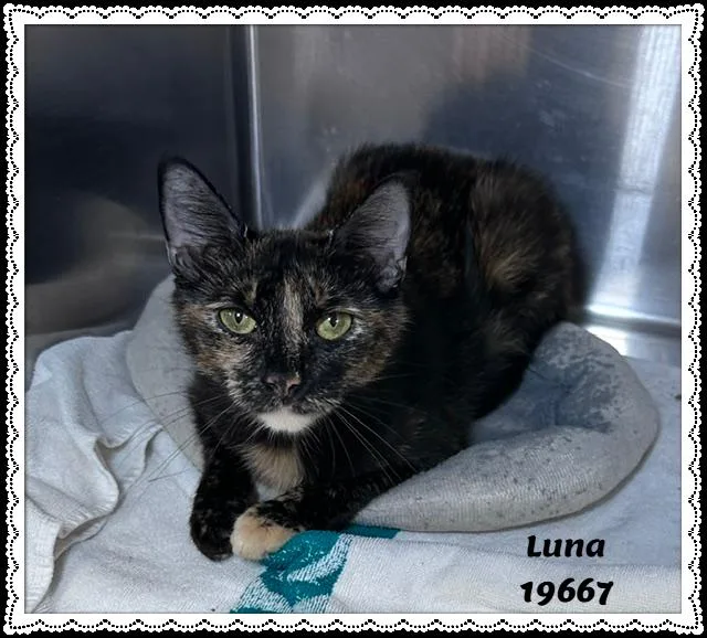 Luna thumbnail 3