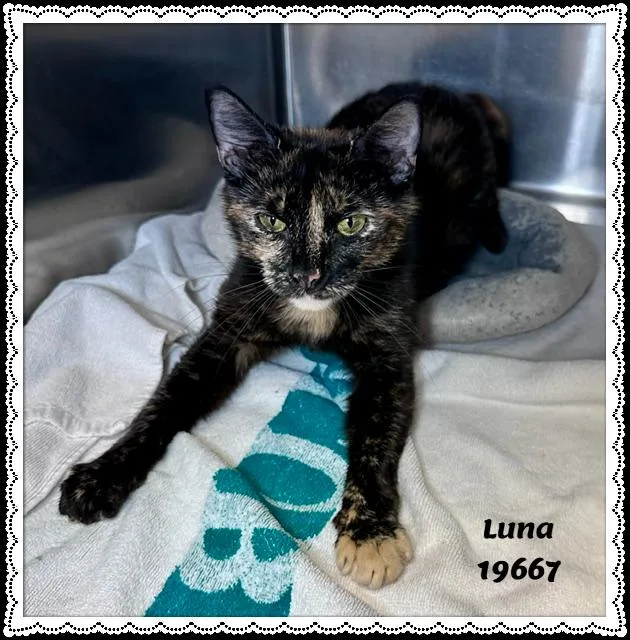 Luna thumbnail 4