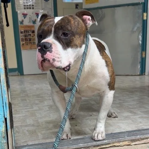 An adult small-sized male White / Cream English Bulldog dog named FOUND   Mount for adoption in Mount Shasta, CA