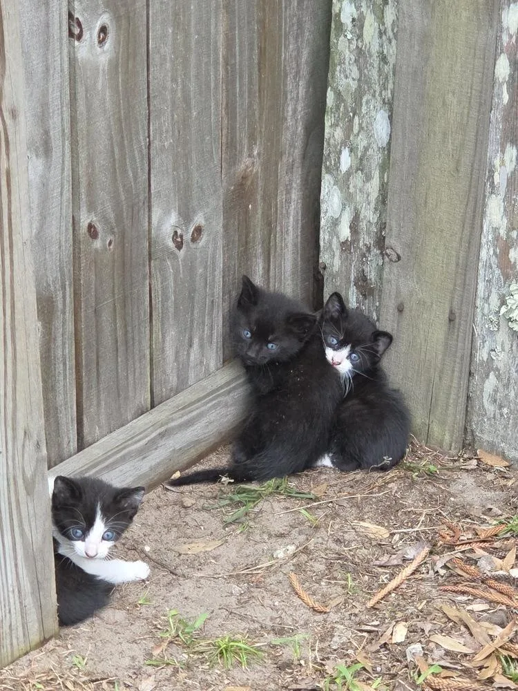 A baby small-sized male Black & White / Tuxedo Domestic Short Hair cat named Soda Pop for adoption in Orlando, FL