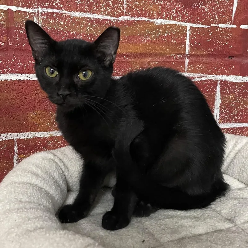 A baby small-sized female Black Domestic Short Hair cat named Marceline for adoption in Laredo, TX