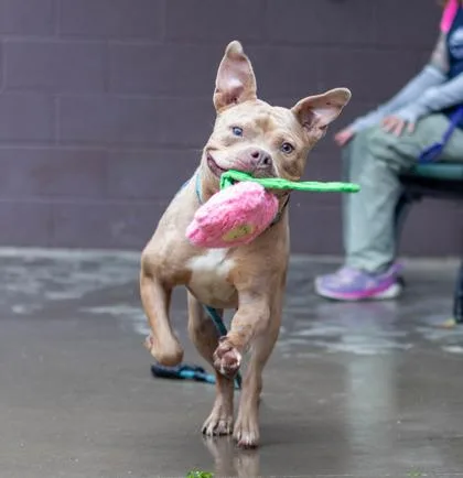 An adult large-sized male Mixed Breed dog named Roater for adoption in Chamblee, GA