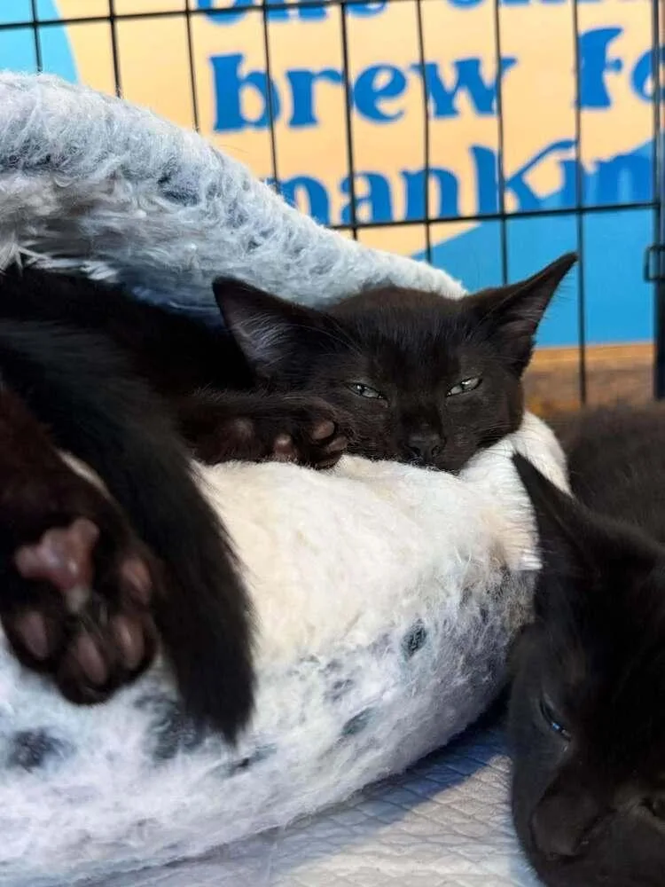 A baby small-sized male Domestic Short Hair cat named Melon for adoption in Salisbury, NC