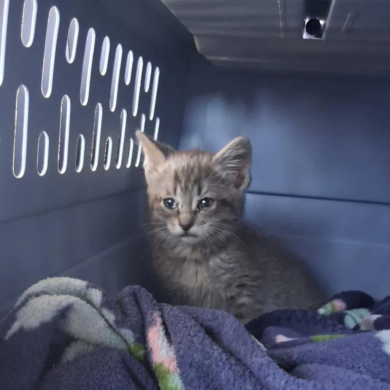 A baby small-sized female Gray / Blue / Silver Domestic Short Hair cat named Charlie for adoption in Waukesha, WI