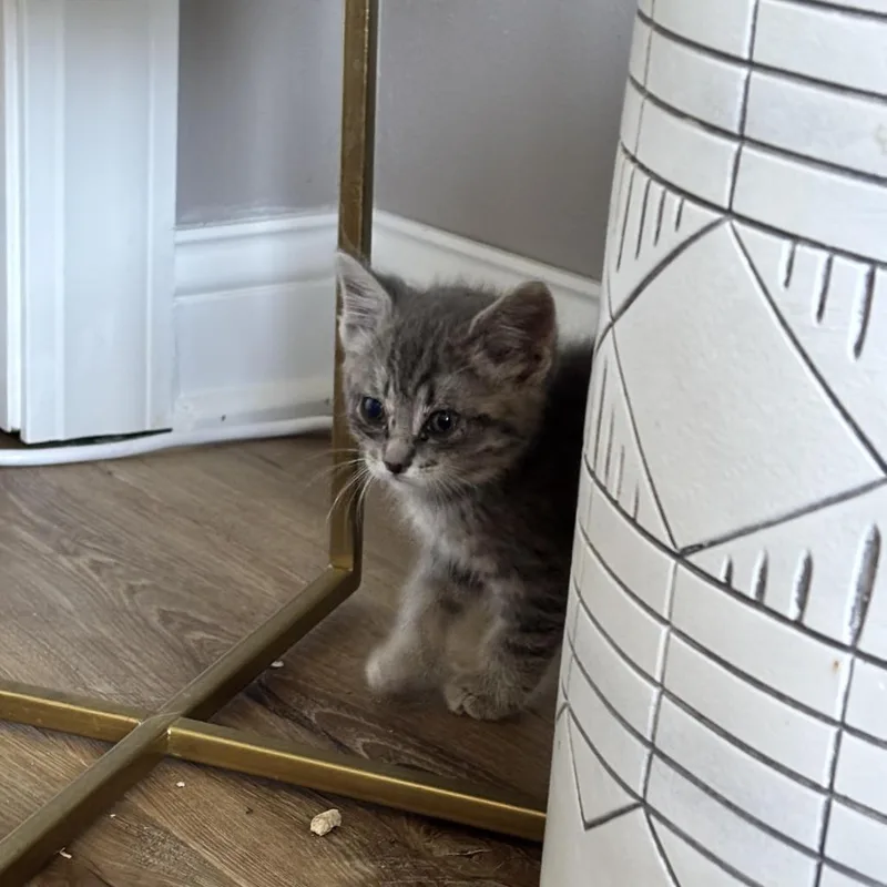 Charlie thumbnail 3