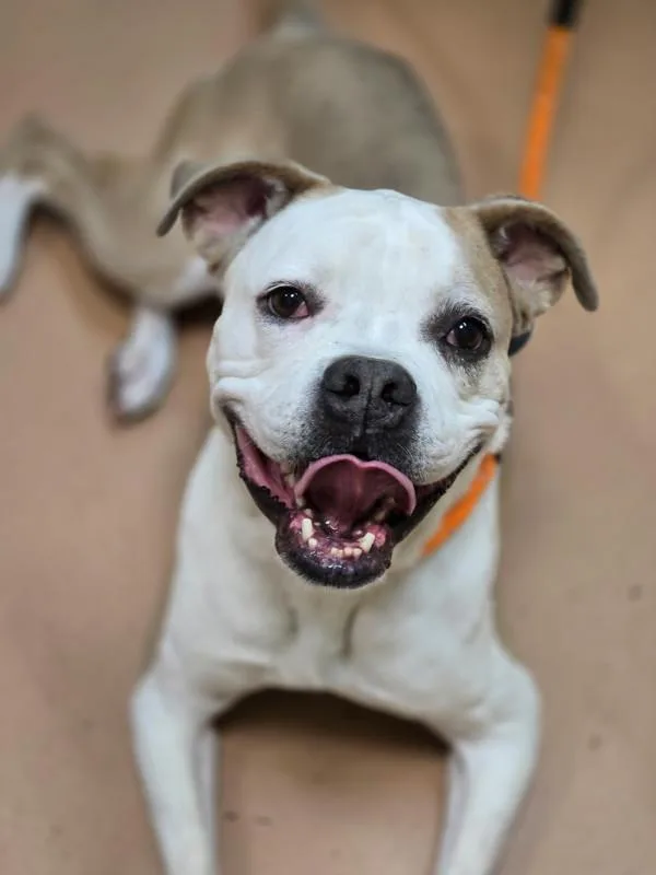 An adult large-sized female Boxer dog named Mya for adoption in Kennewick, WA