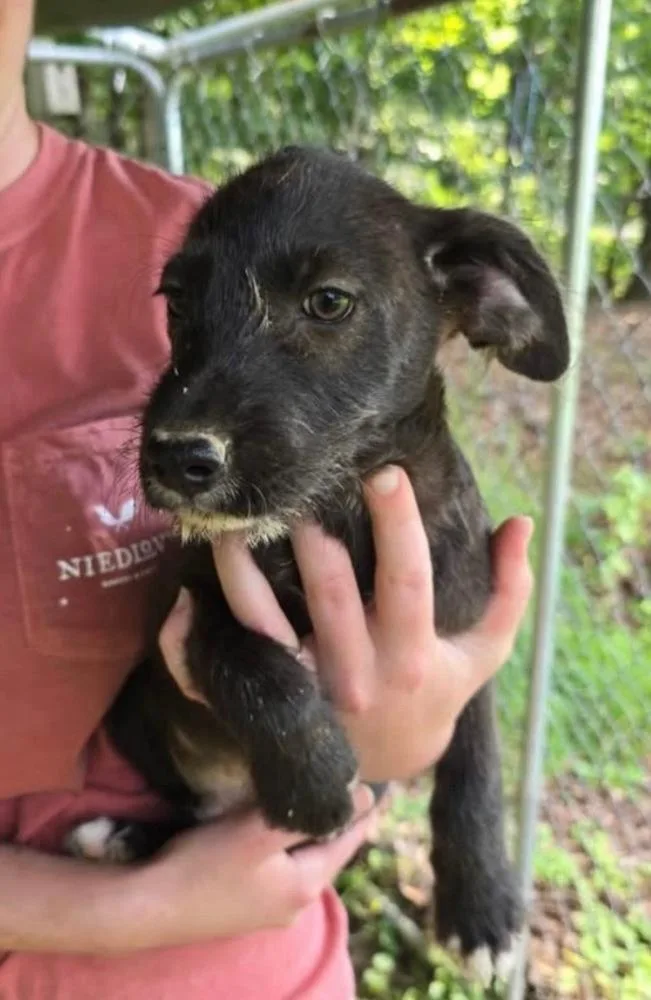 A baby small-sized female Black Terrier dog named Black Kelsey Litter for adoption in Ellijay, GA