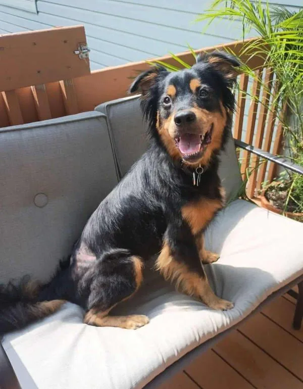 An adult medium-sized male Australian Shepherd dog named Otis for adoption in Topeka, KS