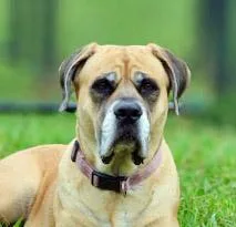 An adult extra large-sized female Apricot / Beige Mastiff dog named Bailey for adoption in Lebanon, TN