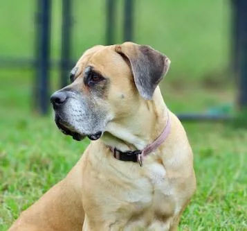 Bailey thumbnail 2