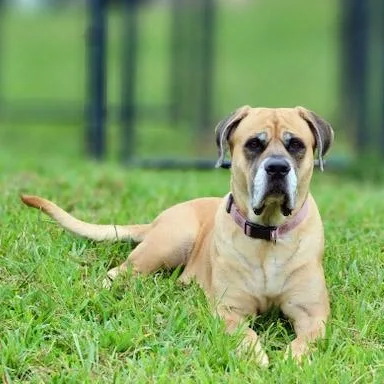 Bailey thumbnail 3