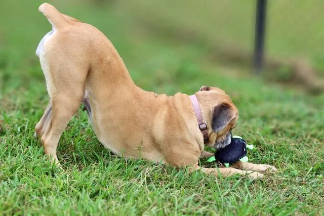 Bailey thumbnail 4
