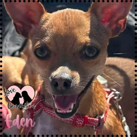 A young small-sized female Golden Chihuahua dog named Eden for adoption in Gilbert, AZ