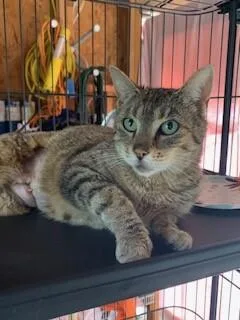 A young medium-sized female Tabby (Gray / Blue / Silver) Domestic Short Hair cat named C.c. Carrot Cake for adoption in Colmar, PA