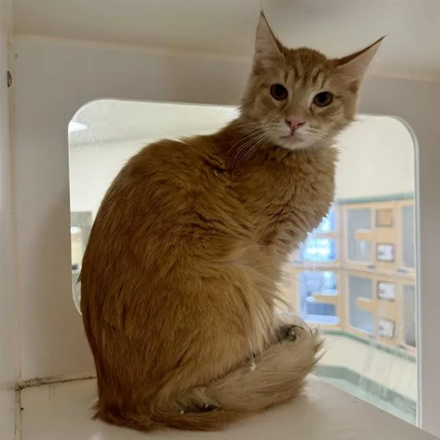 An adult small-sized male Domestic Short Hair cat named Samson for adoption in Riverside, CA