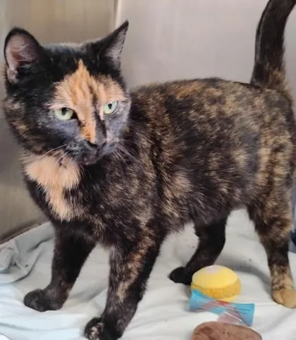 An adult small-sized female Domestic Short Hair cat named Biskie for adoption in Jamestown, NY