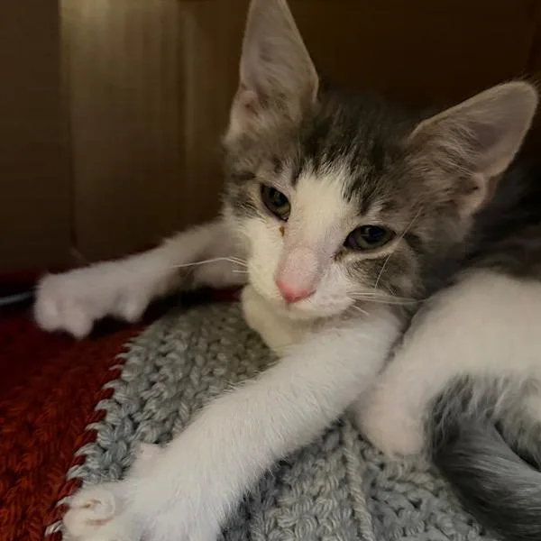 A baby small-sized female Domestic Short Hair cat named Queenie for adoption in Des Moines, IA