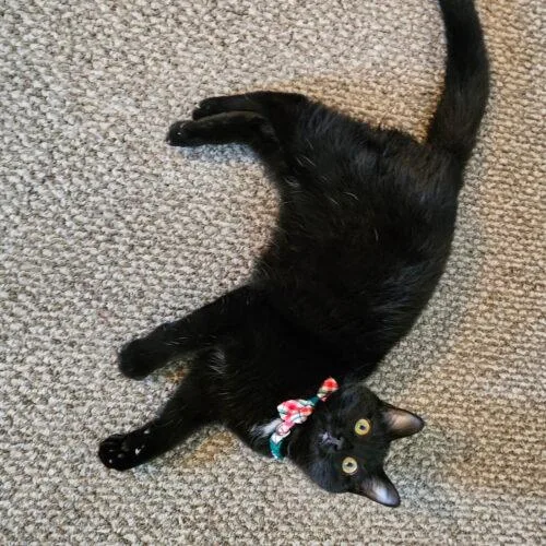 Truffles thumbnail 2