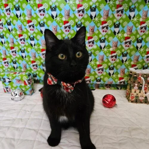 Truffles thumbnail 3