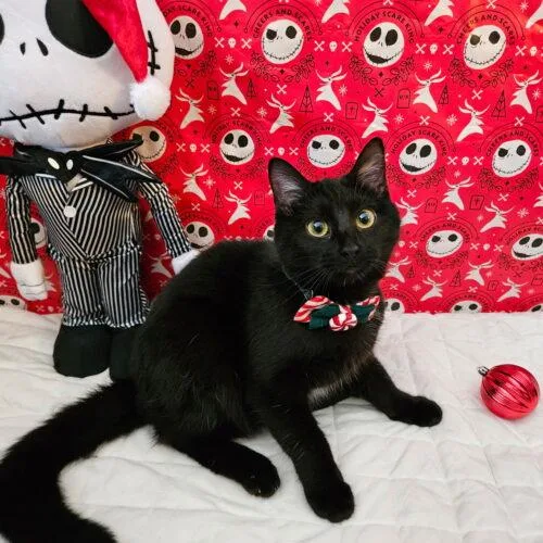 Truffles thumbnail 4