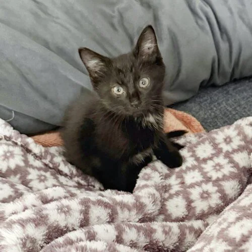 Truffles thumbnail 5