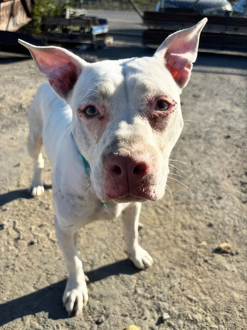 An adult medium-sized female White / Cream Mixed Breed dog named Twizzler for adoption in Nashville, TN