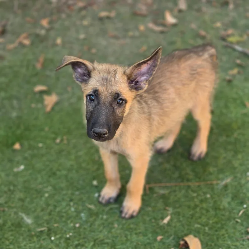 A baby medium-sized male Yellow / Tan / Blond / Fawn Belgian Shepherd / Malinois dog named Jaxson KL for adoption in Austin, TX